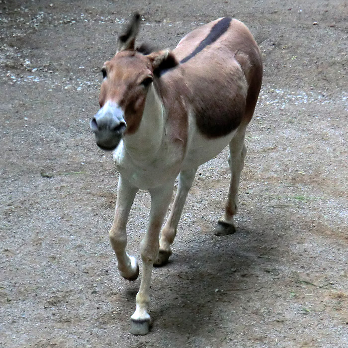 Kiang Hengst im Wuppertaler Zoo im Juni 2011