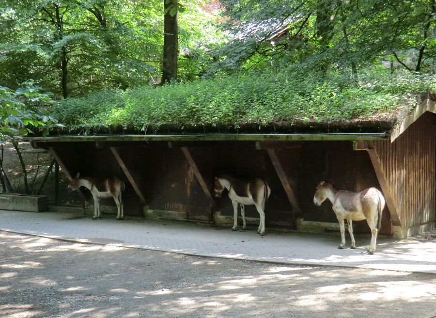Kiangs im Zoo Wuppertal im Juni 2011