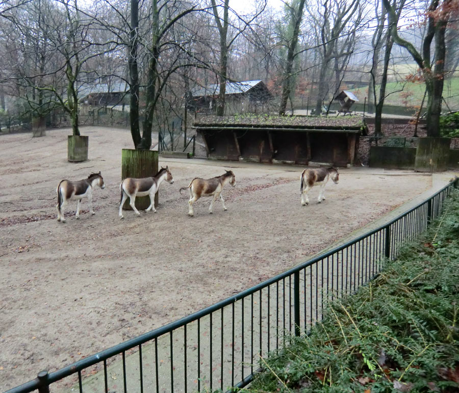 Kiangs im Wuppertaler Zoo im Dezember 2011