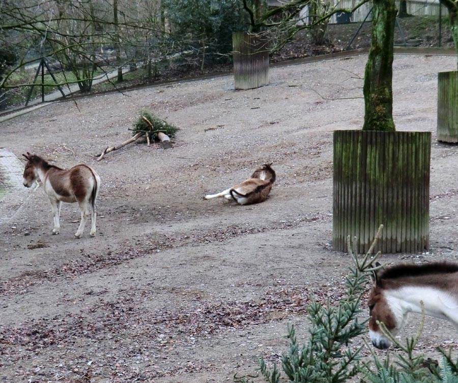 Kiangs im Zoo Wuppertal im Dezember 2011