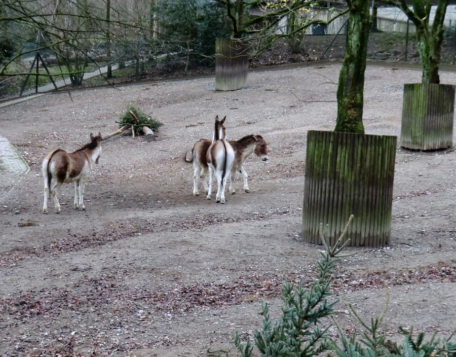 Kiangs im Zoologischen Garten Wuppertal im Dezember 2011