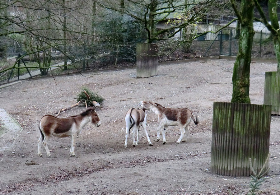 Kiangs im Zoo Wuppertal im Dezember 2011