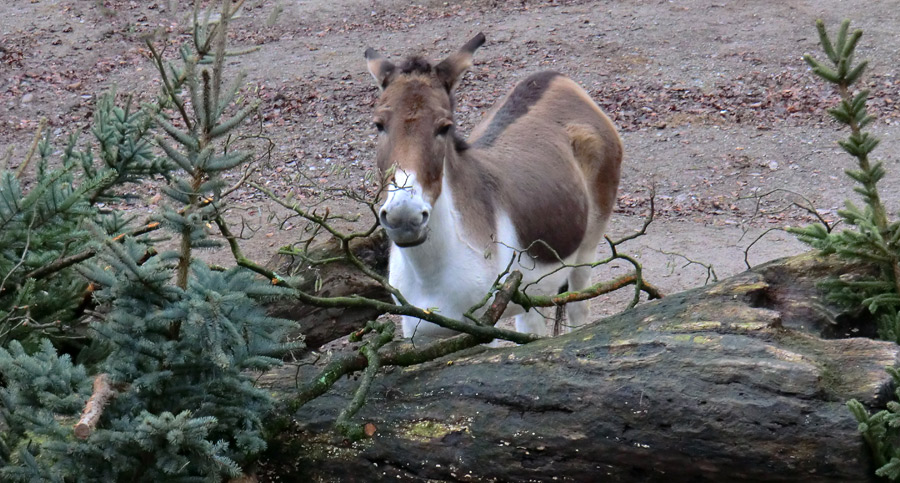 Kiangs im Wuppertaler Zoo im Dezember 2011