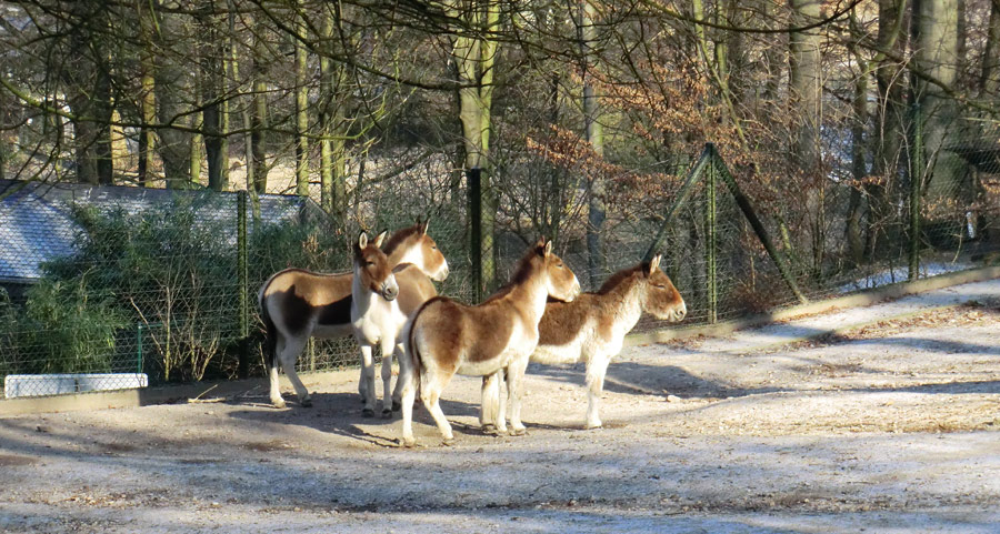 Kiangs im Zoo Wuppertal im Februar 2012