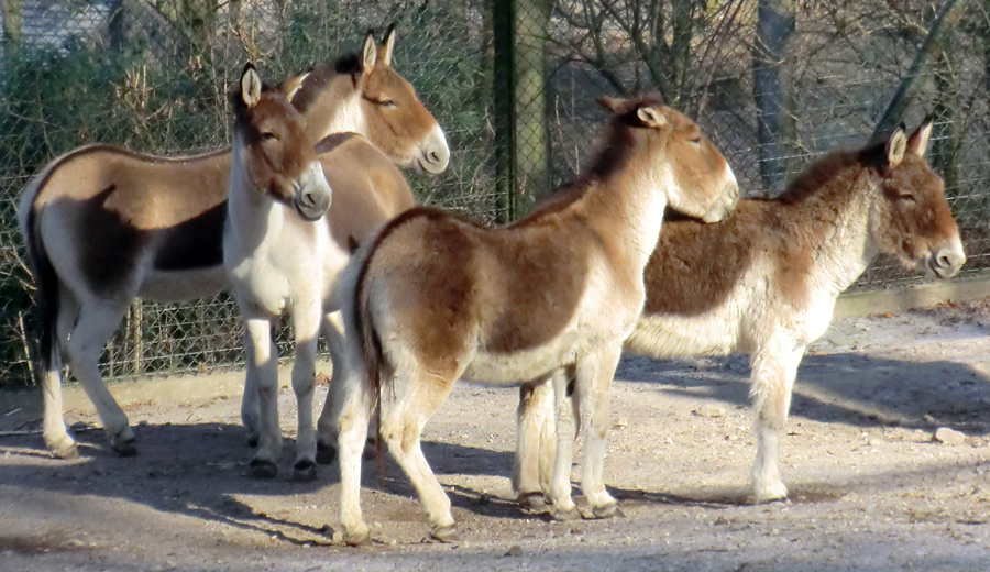 Kiangs im Zoologischen Garten Wuppertal im Februar 2012