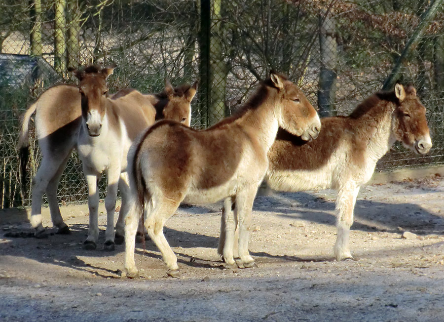 Kiangs im Wuppertaler Zoo im Februar 2012