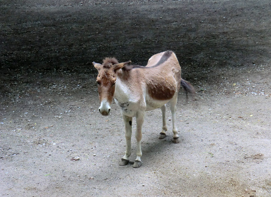 Kiang Stute im Zoo Wuppertal im Juli 2012