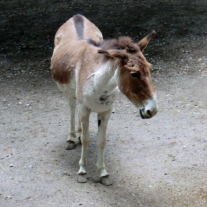 Kiang Stute im Wuppertaler Zoo im Juli 2012
