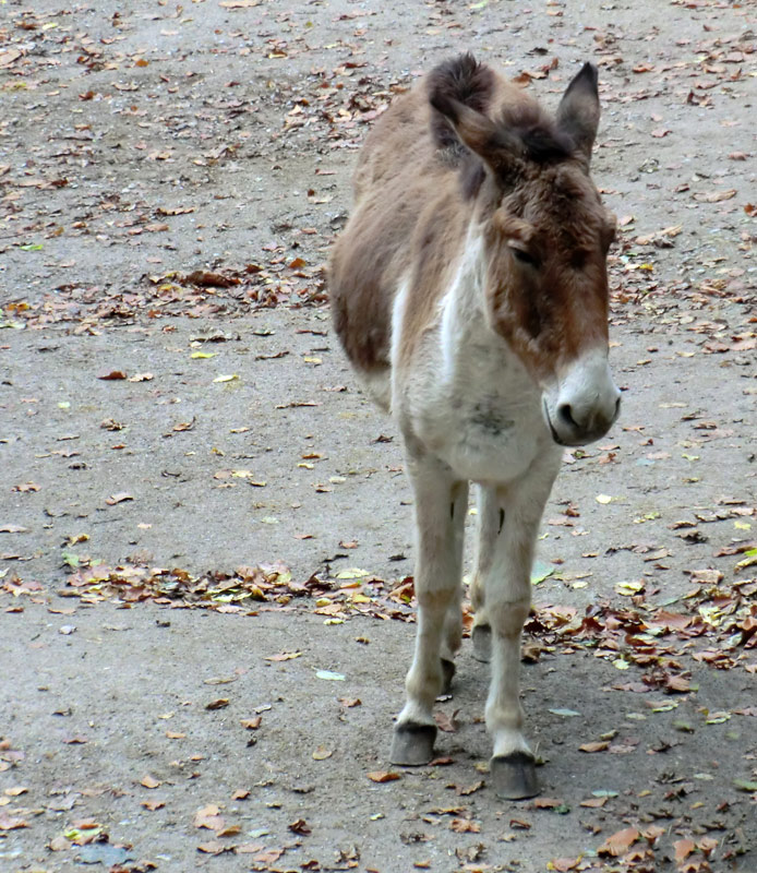 Kiang-Stute im Zoologischen Garten Wuppertal im November 2012