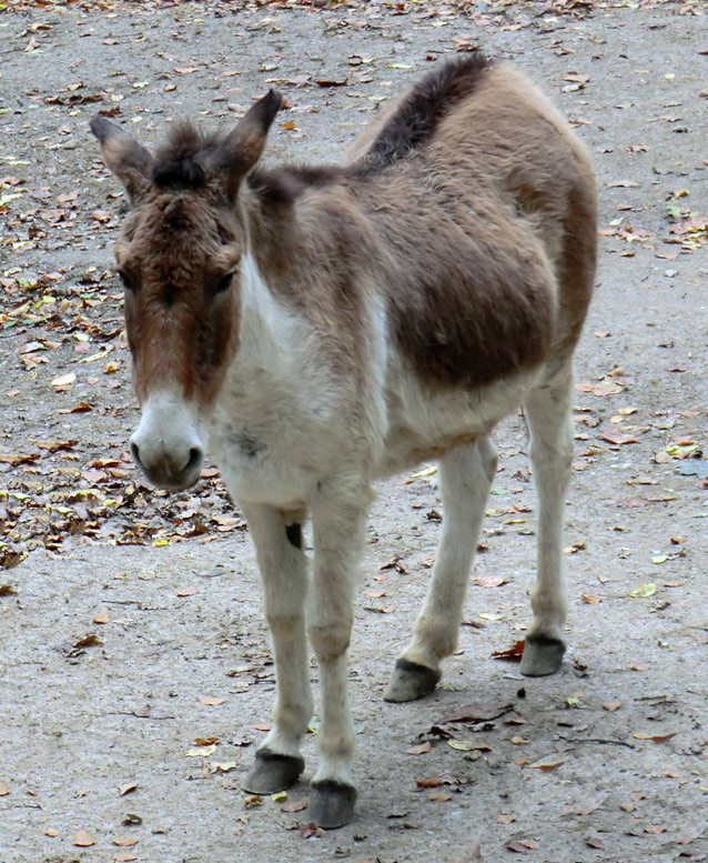 Kiang-Stute im Wuppertaler Zoo im November 2012
