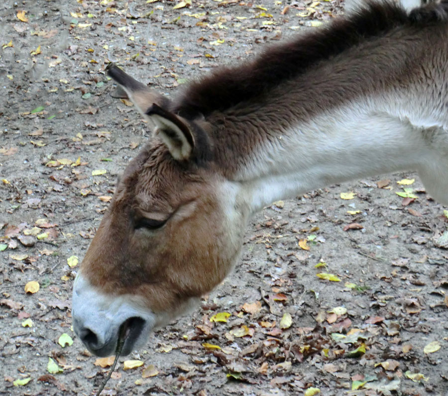 Kiang-Stute im Zoo Wuppertal im November 2012
