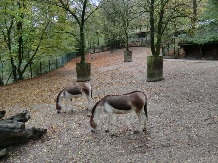 Kiang-Stuten im Wuppertaler Zoo im November 2012
