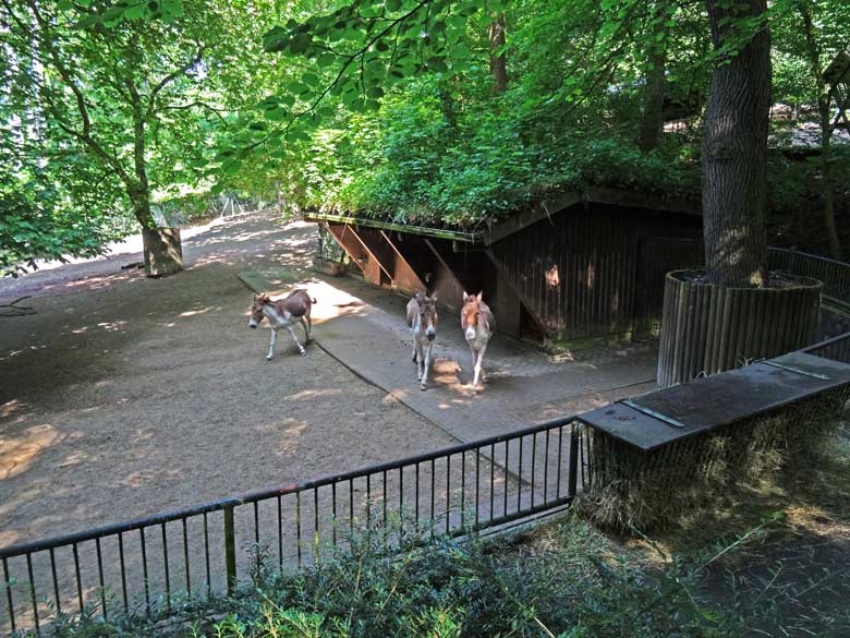 Drei Kiang-Stuten am 27. Mai 2016 auf der Kiang-Außenanlage im Grünen Zoo Wuppertal