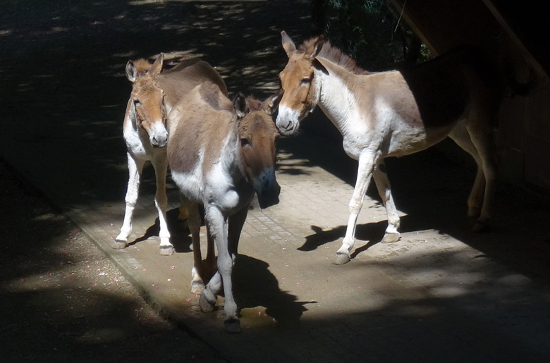 Drei Kiang-Stuten am 27. Mai 2016 auf der Kiang-Außenanlage im Zoologischen Garten der Stadt Wuppertal