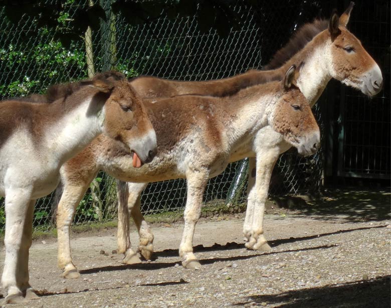 Drei Kiang-Stuten am 2. Juli 2016 auf der Außenanlage im Wuppertaler Zoo