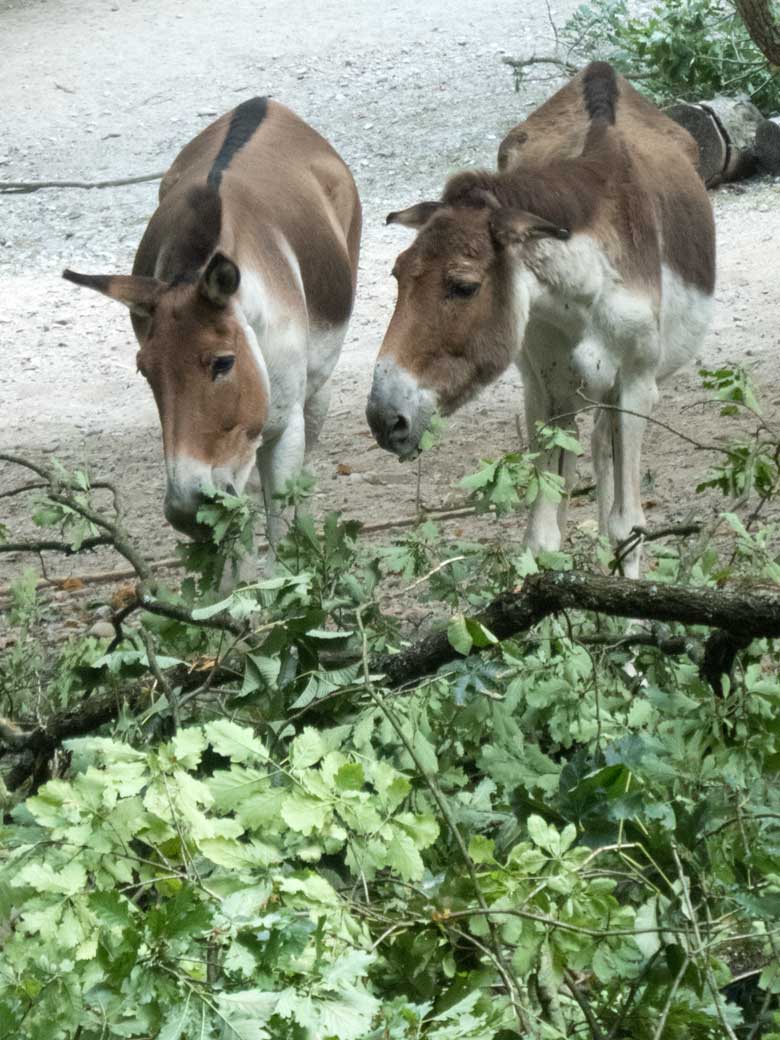 Kiang-Stute INA (rechts) an ihrem letzten Lebenstag, dem 3. August 2018, auf der Außenanlage im Grünen Zoo Wuppertal