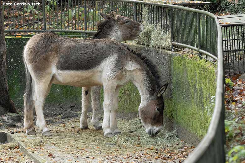 Kiangs am 20. November 2019 auf der Außenanlage im Zoo Wuppertal (Foto Gerrit Nitsch)