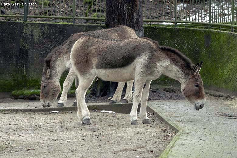 Kiang-Weibchen am 28. Februar 2020 auf der Außenanlage im Grünen Zoo Wuppertal (Foto Gerrit Nitsch)