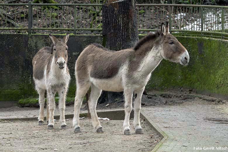 Kiang-Weibchen am 28. Februar 2020 auf der Außenanlage im Wuppertaler Zoo (Foto Gerrit Nitsch)