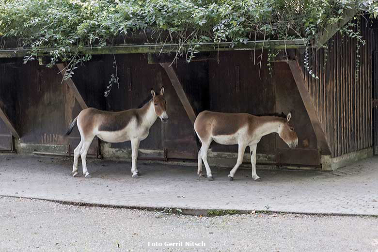 Kiangs am 11. August 2020 auf der Außenanlage im Grünen Zoo Wuppertal (Foto Gerrit Nitsch)