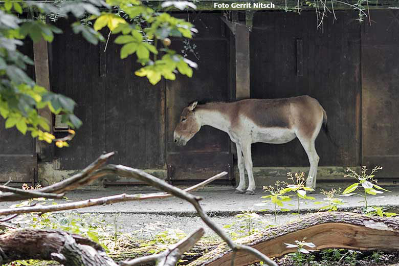 Kiang am 11. August 2020 auf der Außenanlage im Grünen Zoo Wuppertal (Foto Gerrit Nitsch)