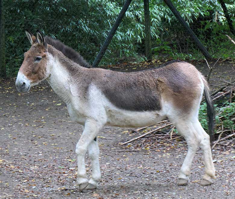 Kiang-Stute am 27. September 2020 auf der Außenanlage im Wuppertaler Zoo