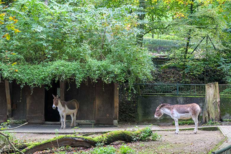 Zwei weibliche Kiangs am 16. Oktober 2021 auf der Außenanlage im Grünen Zoo Wuppertal