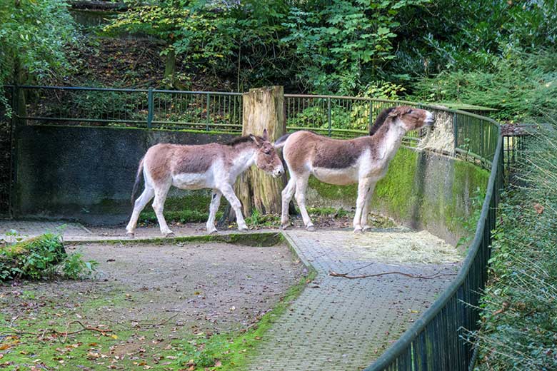 Zwei weibliche Kiangs am 16. Oktober 2021 auf der Außenanlage im Wuppertaler Zoo