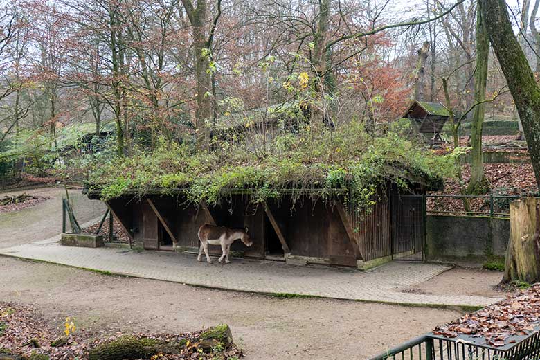 Kiang-Stute am 25. November 2021 vor dem Stall-Gebäude auf der Außenanlage im Wuppertaler Zoo