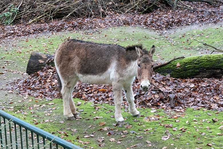 Kiang-Stute am 27. November 2021 auf der Außenanlage im Zoo Wuppertal
