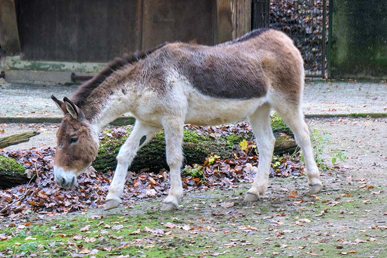 Kiang-Stute am 28. November 2021 auf der Außenanlage im Wuppertaler Zoo