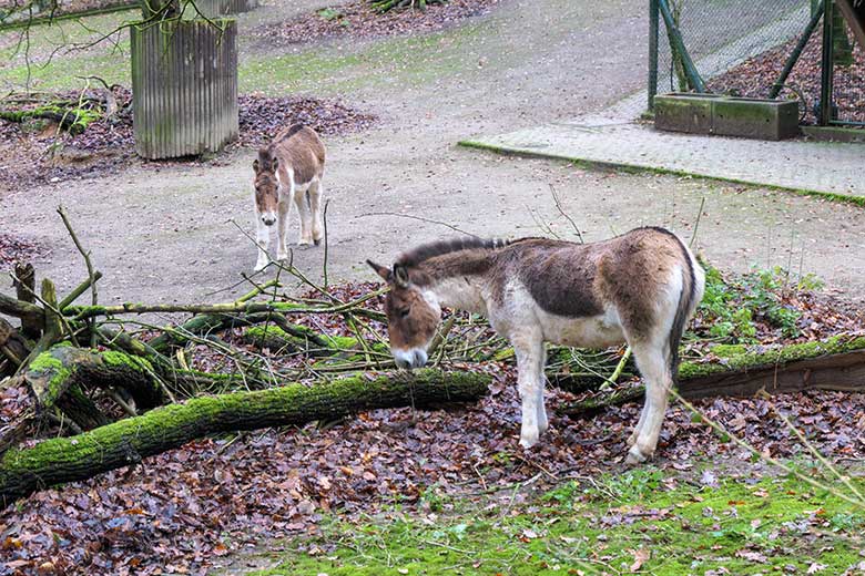 Kiang-Stuten am 28. November 2021 auf der Außenanlage im Grünen Zoo Wuppertal