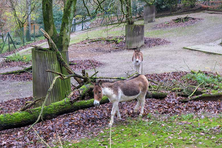 Kiang-Stuten am 28. November 2021 auf der Außenanlage im Zoologischen Garten Wuppertal