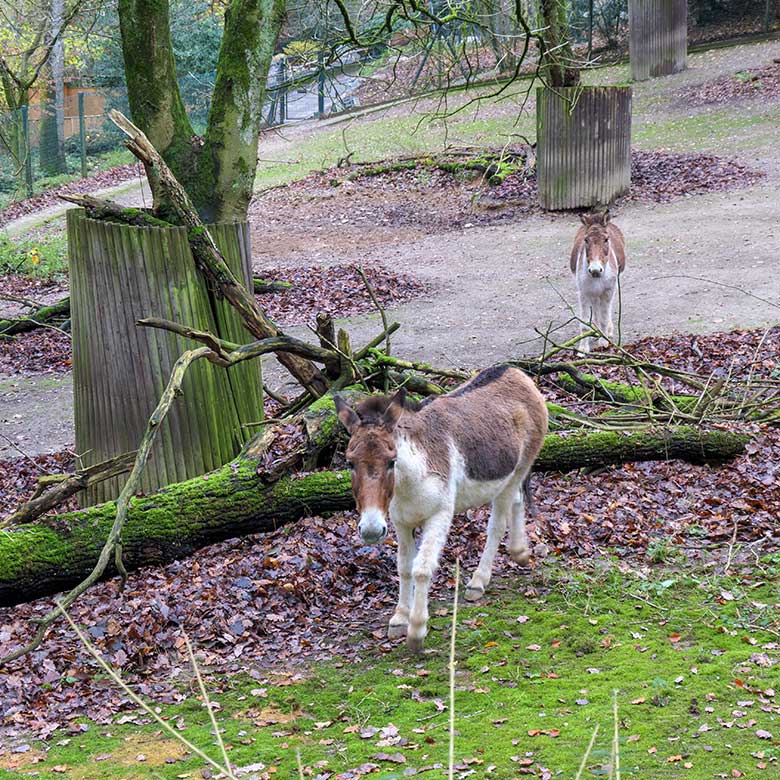Kiang-Stuten am 28. November 2021 auf der Außenanlage im Zoo Wuppertal