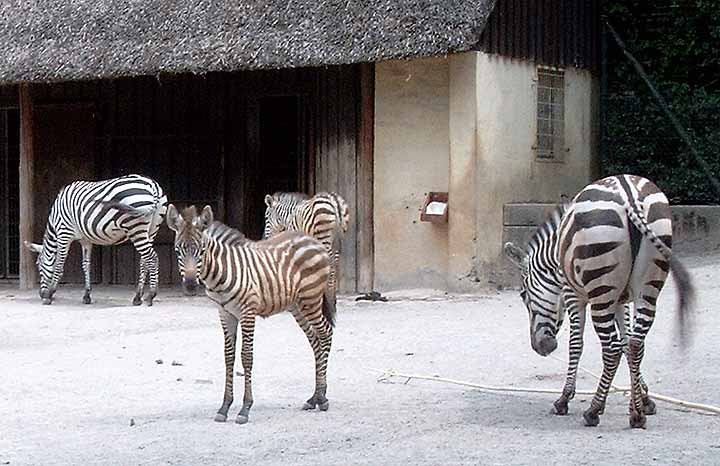 Böhm-Zebras im Wuppertaler Zoo im Juni 2003