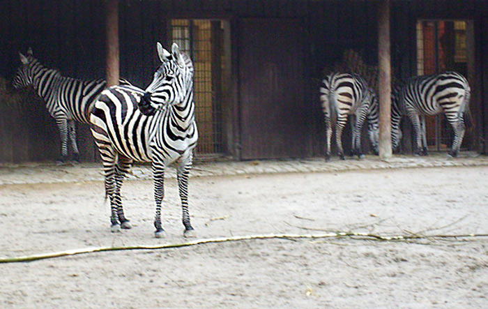 Böhmzebras im Wuppertaler Zoo im Februar 2009
