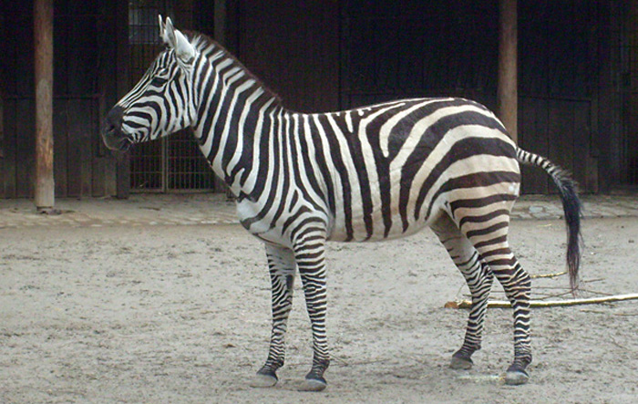 Böhmzebra im Wuppertaler Zoo im Februar 2009