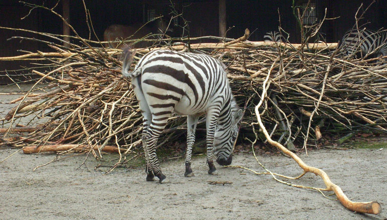 Böhm-Zebra im Zoologischen Garten Wuppertal im Februar 2009