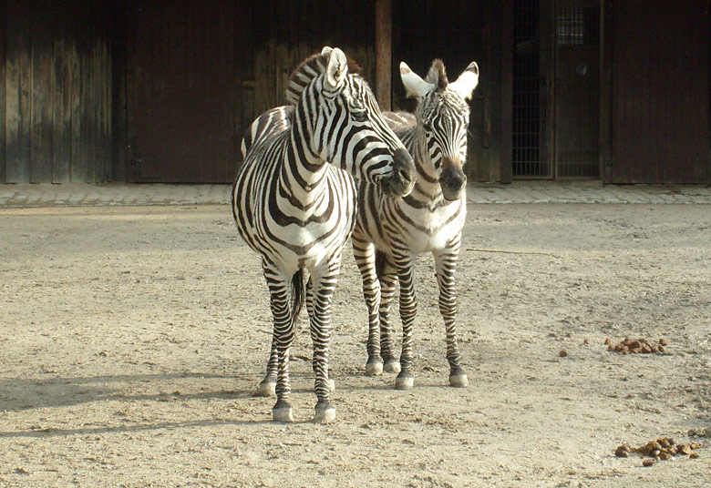Böhm-Zebras im Zoo Wuppertal im Februar 2009