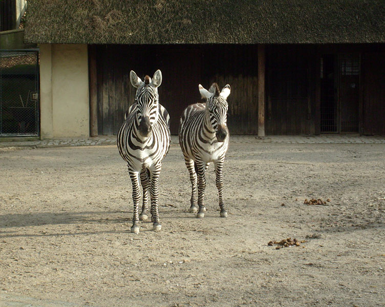 Böhm-Zebras im Zoologischen Garten Wuppertal im Februar 2009