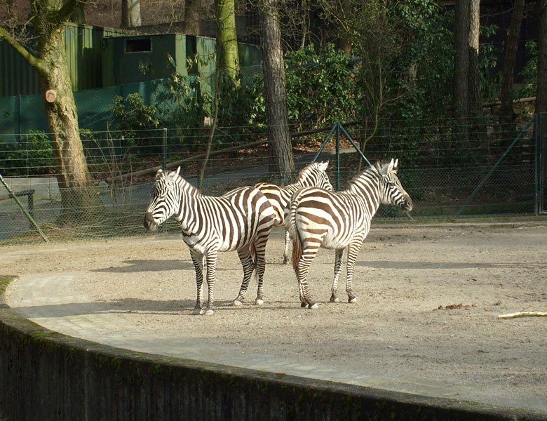 Böhm-Zebras im Wuppertaler Zoo im Februar 2009