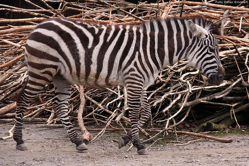 Böhm-Zebra im Wuppertaler Zoo im Februar 2009 (Foto Peter Emmert)