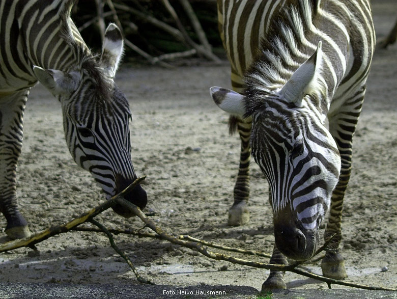 Böhm-Zebras im Zoo Wuppertal am 30. März 2010 (Foto Heiko Hausmann)