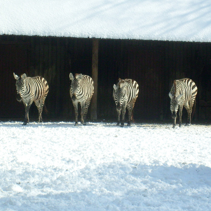 Böhmzebra im Wuppertaler Zoo im Juni 2010
