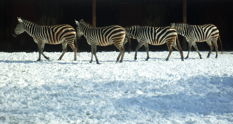 Böhmzebras im Zoo Wuppertal im März 2010