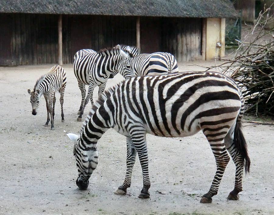 Böhmzebragruppe im Wuppertaler Zoo im Dezember 2013