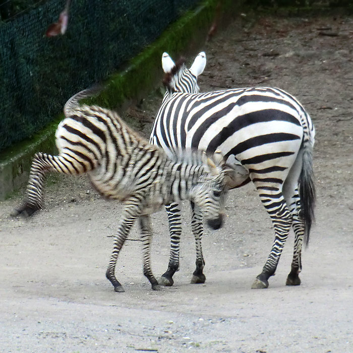 Böhmzebras im Wuppertaler Zoo im Februar 2014