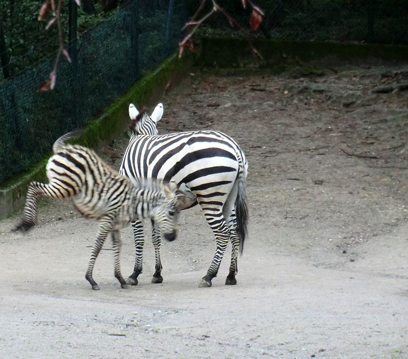 Böhmzebra mit Jungtier im Wuppertaler Zoo im Februar 2014