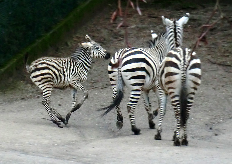 Böhmzebras im Wuppertaler Zoo im Februar 2014