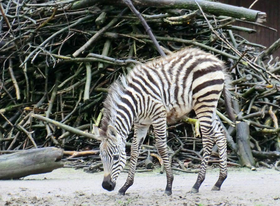 Böhmzebra-Jungtier im Zoo Wuppertal im Februar 2014